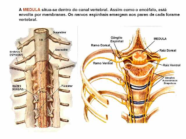 Foto 2 - Quiropraxia na coluna vertebral